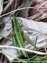 Euthystira brachyptera