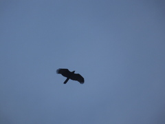 Accipitridae