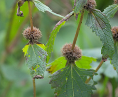 Phlomoides tuberosa