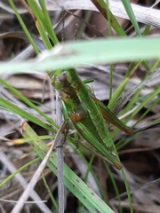 Euthystira brachyptera