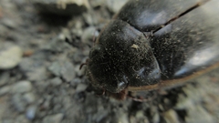 Cybister lateralimarginalis