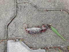 Tetramorium tsushimae