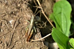 Gomphocerippus rufus