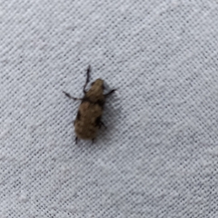 Euparius