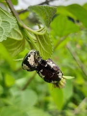 Protaetia aurichalcea