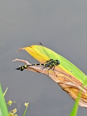 Ictinogomphus rapax
