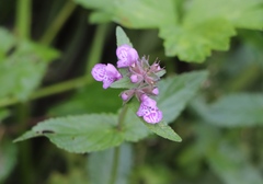 Stachys palustris