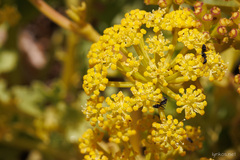 Astydamia latifolia