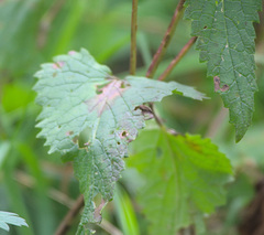 Phlomoides tuberosa