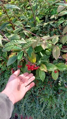 Cotoneaster bullatus