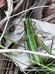 Euthystira brachyptera