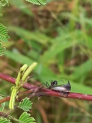 Camponotus compressus