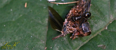 Camponotus nipponensis