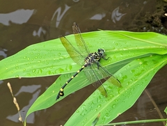Ictinogomphus rapax