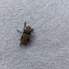 Euparius