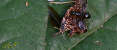 Camponotus nipponensis