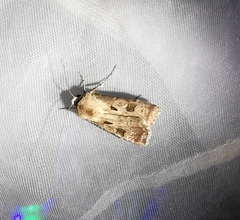 Agrotis exclamationis