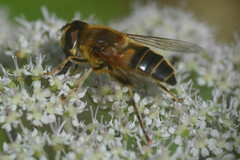 Eristalis pertinax