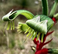 Anigozanthos manglesii
