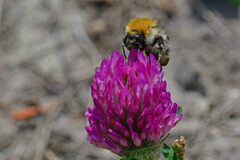 Bombus pascuorum