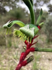 Anigozanthos manglesii