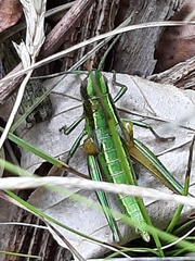 Euthystira brachyptera