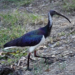 Threskiornis spinicollis
