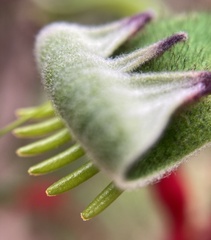 Anigozanthos manglesii