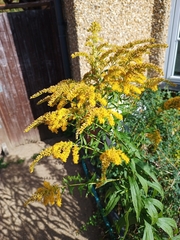 Solidago