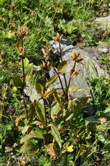 Gentiana
