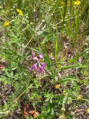 Dianthus superbus