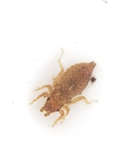 Gomphidae