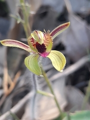 Caladenia discoidea