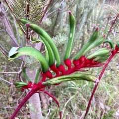 Anigozanthos manglesii