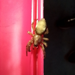 Scotophaeus blackwalli