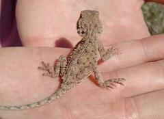 Agama aculeata distanti