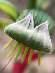 Anigozanthos manglesii
