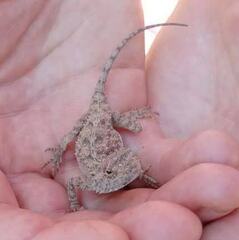 Agama aculeata distanti