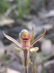 Caladenia discoidea