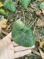 Asarum europaeum