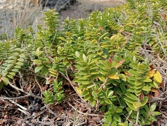 Veronica elliptica