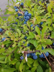 Prunus spinosa