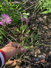 Corispermum declinatum