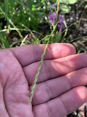 Corispermum declinatum
