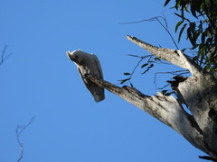 Cacatua sanguinea