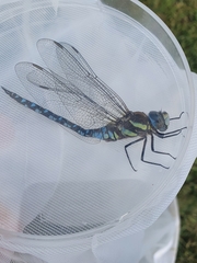 Aeshna mixta