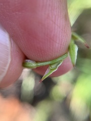 Corispermum declinatum