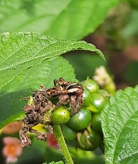Carrhotus