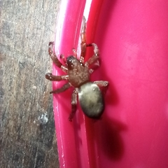 Scotophaeus blackwalli