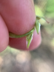 Corispermum declinatum